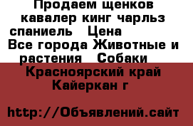 Продаем щенков кавалер кинг чарльз спаниель › Цена ­ 60 000 - Все города Животные и растения » Собаки   . Красноярский край,Кайеркан г.